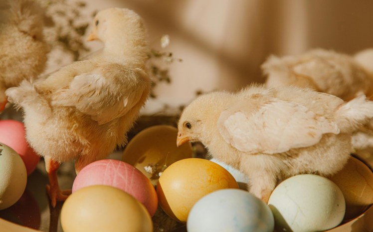 Wielkanoc blisko natury